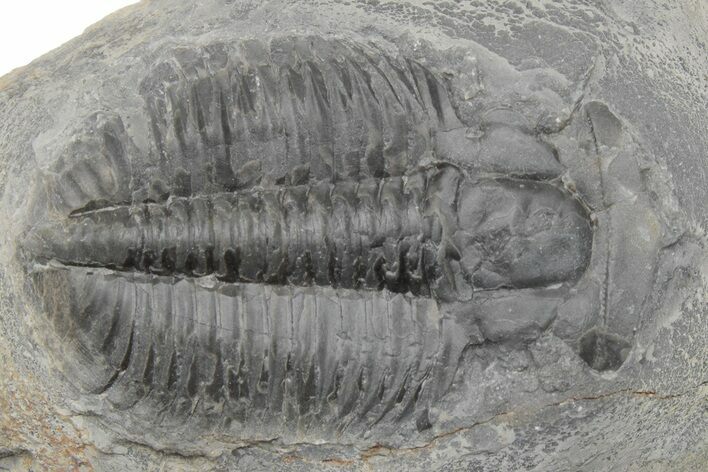 Upper Cambrain Trilobite (Hedinaspis) - British Columbia #212686